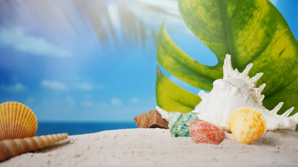 Sommerzeit Konzept Muscheln Sandstrand Und Verschwommener Strandhintergrund — Stockfoto