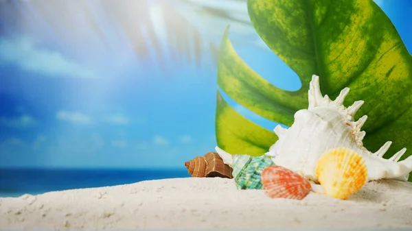 Καλοκαίρι Έννοια Ώρα Seashells Στην Παραλία Άμμο Και Θολή Φόντο Royalty Free Εικόνες Αρχείου