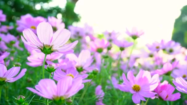 Belo Campo Flores Cosmos Rosa Jardim Vento Soprando Primavera Natureza — Vídeo de Stock