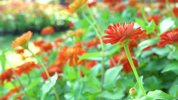 Cerca Flores Zinnia Naranja Fresca Floreciendo Viento Soplando Hermosa Naturaleza — Vídeos de Stock