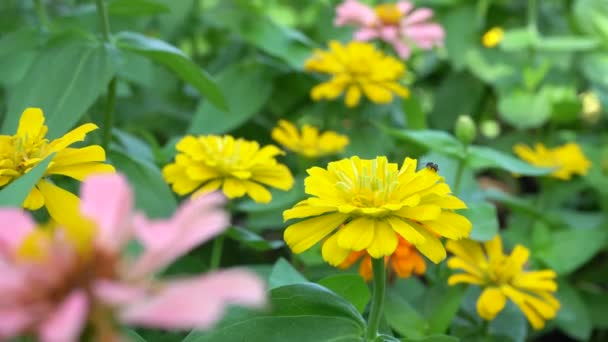 Close Gele Zinnia Bloemen Met Insect Bloemblaadje Schittering Van Zon — Stockvideo