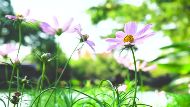 Flores Cosmos Rosadas Jardín Viento Que Sopla Primavera Naturaleza Fresca — Vídeos de Stock