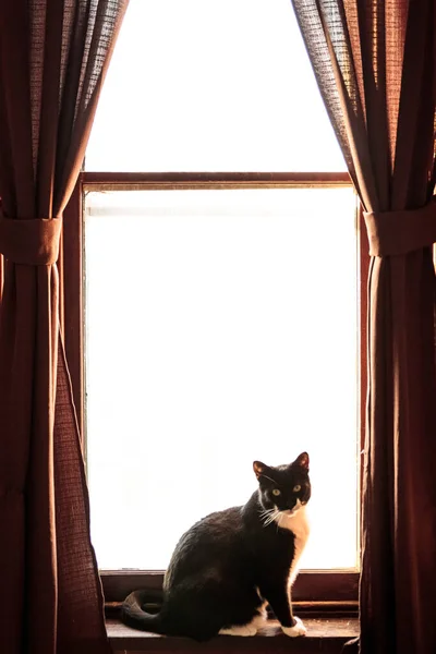 Tuxido Cat Spielt Eine Hauptrolle Während Sie Dicht Fenster Sitzt — Stockfoto