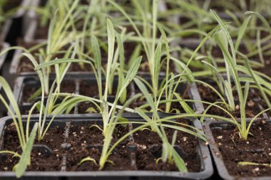 Genç yeşil bitkiler. Baharda terasta tohumlar. Çiçek fideleri. Küçük yeşil bitki fidanı