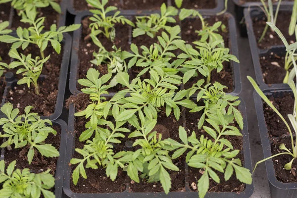 Jovens Plantas Verdes Mudas Primavera Terraço Mudas Flores Pequenas Mudas — Fotografia de Stock