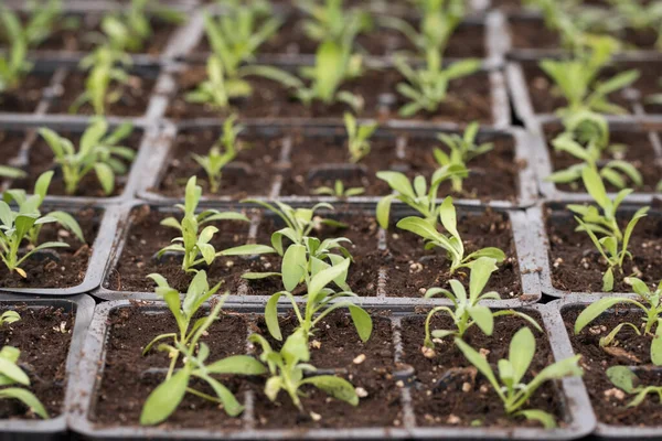 Young Green Plants Seedlings Spring Terrace Flower Seedlings Small Green — Stock Photo, Image