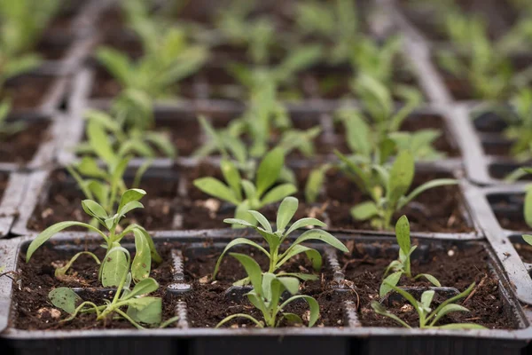 Jovens Plantas Verdes Mudas Primavera Terraço Mudas Flores Pequenas Mudas — Fotografia de Stock