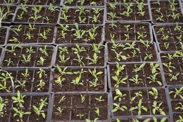 Jovens Plantas Verdes Mudas Primavera Terraço Mudas Flores Pequenas Mudas — Fotografia de Stock