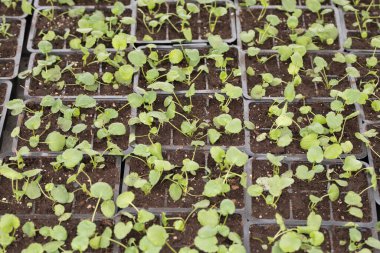 Genç yeşil bitkiler. Baharda terasta tohumlar. Çiçek fideleri. Küçük yeşil bitki fidanı