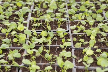 Genç yeşil bitkiler. Baharda terasta tohumlar. Çiçek fideleri. Küçük yeşil bitki fidanı
