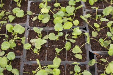 Genç yeşil bitkiler. Baharda terasta tohumlar. Çiçek fideleri. Küçük yeşil bitki fidanı