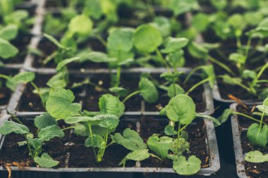 Siyah plastik kaplarda tohumlar. Genç yeşil bitkiler. Baharda terasta tohumlar. Çiçek fideleri. Küçük yeşil bitki fidanı