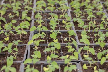 Siyah plastik kaplarda tohumlar. Genç yeşil bitkiler. Baharda terasta tohumlar. Çiçek fideleri. Küçük yeşil bitki fidanı