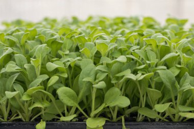 Siyah plastik kaplarda tohumlar. Genç yeşil bitkiler. Baharda terasta tohumlar. Çiçek fideleri. Küçük yeşil bitki fidanı