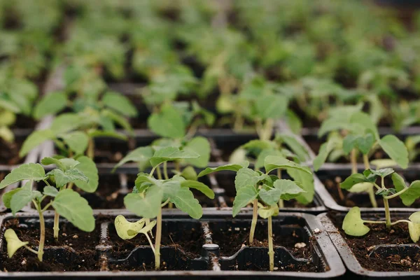 Mudas Vasos Plástico Preto Jovens Plantas Verdes Mudas Primavera Terraço — Fotografia de Stock