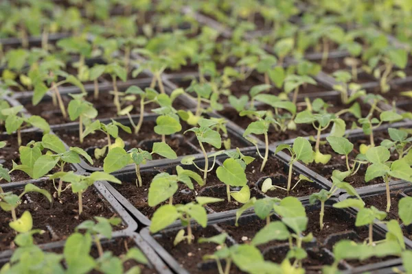 Σπέρματα Μαύρες Πλαστικές Γλάστρες Νεαρά Πράσινα Φυτά Κότσια Την Άνοιξη — Φωτογραφία Αρχείου