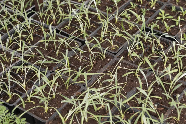黒いプラスチックポットの苗 若い緑の植物 テラスで春に苗 花の苗 小さな緑の植物の苗 — ストック写真