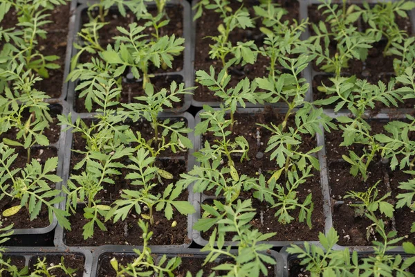 Zaailingen Het Voorjaar Het Terras Bloemenzaailingen Goudsbloem Zaailingen Saplings Goudsbloemen — Stockfoto