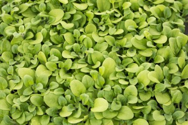 Siyah plastik kaplarda tohumlar. Genç yeşil bitkiler. Baharda terasta tohumlar. Çiçek fideleri. Küçük yeşil bitki fidanı