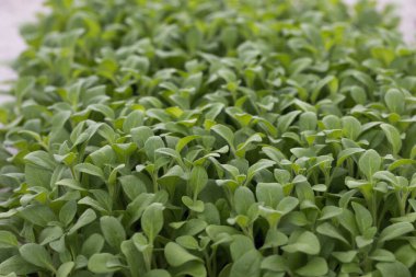 Siyah plastik kaplarda tohumlar. Genç yeşil bitkiler. Baharda terasta tohumlar. Çiçek fideleri. Küçük yeşil bitki fidanı