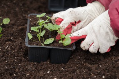 Genç yeşil bitkiler. Baharda terasta tohumlar. Çiçek fideleri. Küçük yeşil bir bitki fidanı. Eldivenli eller fideleri naklediyor.