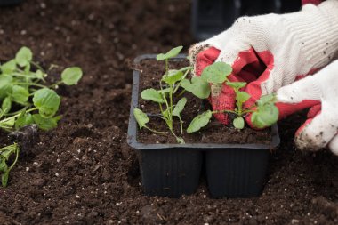 Genç yeşil bitkiler. Baharda terasta tohumlar. Çiçek fideleri. Küçük yeşil bir bitki fidanı. Eldivenli eller fideleri naklediyor.