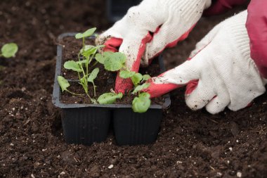 Genç yeşil bitkiler. Baharda terasta tohumlar. Çiçek fideleri. Küçük yeşil bir bitki fidanı. Eldivenli eller fideleri naklediyor.