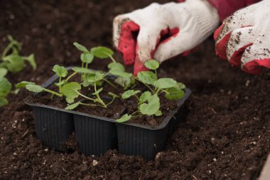 Genç yeşil bitkiler. Baharda terasta tohumlar. Çiçek fideleri. Küçük yeşil bir bitki fidanı. Eldivenli eller fideleri naklediyor.