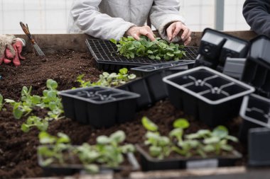 Genç yeşil bitkiler. Baharda terasta tohumlar. Çiçek fideleri. Küçük yeşil bir bitki fidanı. El nakli fideleri