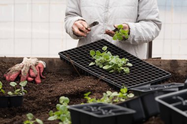 Genç yeşil bitkiler. Baharda terasta tohumlar. Çiçek fideleri. Küçük yeşil bir bitki fidanı. El nakli fideleri