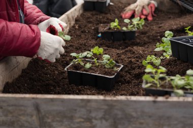 Genç yeşil bitkiler. Baharda terasta tohumlar. Çiçek fideleri. Küçük yeşil bir bitki fidanı. Eldivenli eller fideleri naklediyor.