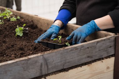 Genç yeşil bitkiler. Baharda terasta tohumlar. Çiçek fideleri. Küçük yeşil bir bitki fidanı. Eldivenli eller fideleri naklediyor.