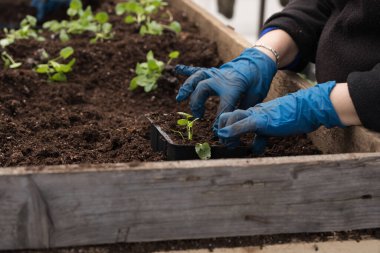 Genç yeşil bitkiler. Baharda terasta tohumlar. Çiçek fideleri. Küçük yeşil bir bitki fidanı. Eldivenli eller fideleri naklediyor.