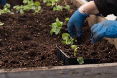 Genç yeşil bitkiler. Baharda terasta tohumlar. Çiçek fideleri. Küçük yeşil bir bitki fidanı. Eldivenli eller fideleri naklediyor.