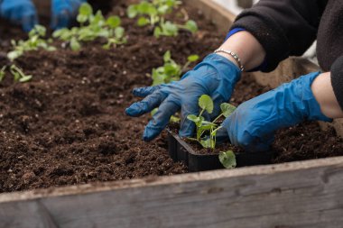 Genç yeşil bitkiler. Baharda terasta tohumlar. Çiçek fideleri. Küçük yeşil bir bitki fidanı. Eldivenli eller fideleri naklediyor.
