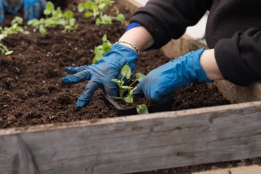 Genç yeşil bitkiler. Baharda terasta tohumlar. Çiçek fideleri. Küçük yeşil bir bitki fidanı. Eldivenli eller fideleri naklediyor.