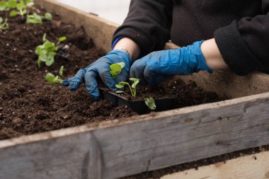 Genç yeşil bitkiler. Baharda terasta tohumlar. Çiçek fideleri. Küçük yeşil bir bitki fidanı. Eldivenli eller fideleri naklediyor.