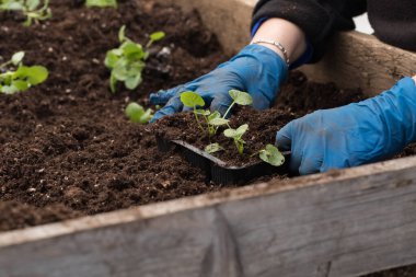 Genç yeşil bitkiler. Baharda terasta tohumlar. Çiçek fideleri. Küçük yeşil bir bitki fidanı. Eldivenli eller fideleri naklediyor.