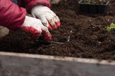 Genç yeşil bitkiler. Baharda terasta tohumlar. Çiçek fideleri. Küçük yeşil bir bitki fidanı. Eldivenli eller fideleri naklediyor.
