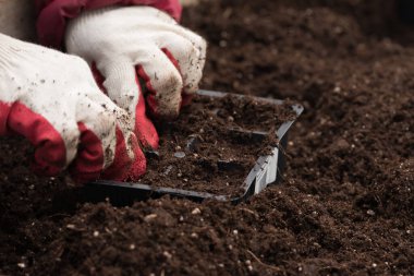 Genç yeşil bitkiler. Baharda terasta tohumlar. Çiçek fideleri. Küçük yeşil bir bitki fidanı. Eldivenli eller fideleri naklediyor.