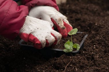 Genç yeşil bitkiler. Baharda terasta tohumlar. Çiçek fideleri. Küçük yeşil bir bitki fidanı. Eldivenli eller fideleri naklediyor.