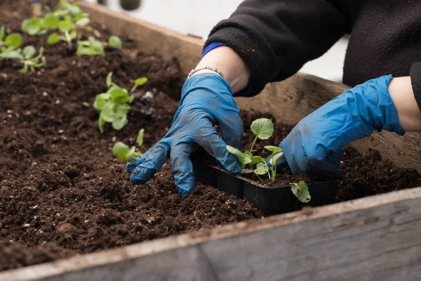 Junge Grüne Pflanzen Sämlinge Frühling Auf Der Terrasse Blumensämlinge Eine — Stockfoto