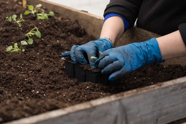 Genç yeşil bitkiler. Baharda terasta tohumlar. Çiçek fideleri. Küçük yeşil bir bitki fidanı. Eldivenli eller fideleri naklediyor.