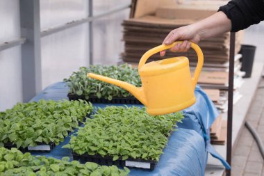 Genç yeşil bitkiler. Baharda terasta tohumlar. Çiçek fideleri. Küçük yeşil bir bitki fidanı. Sulama kabından fideleri sulamak.