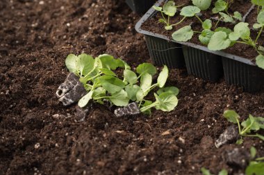 Genç yeşil bitkiler. Baharda terasta tohumlar. Çiçek fideleri. Küçük yeşil bitki fidanı