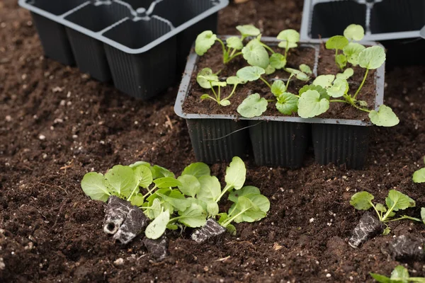 Jeunes Plantes Vertes Les Semis Printemps Sur Terrasse Des Plantules — Photo