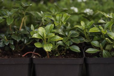 Genç yeşil bitkiler. Baharda terasta tohumlar. Çiçek fideleri. Küçük yeşil bitki fidanı