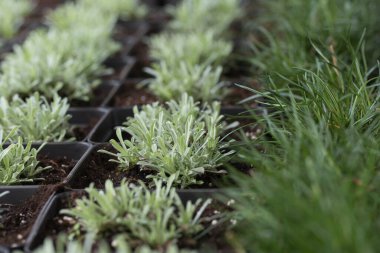 Genç yeşil bitkiler. Baharda terasta tohumlar. Çiçek fideleri. Küçük yeşil bitki fidanı