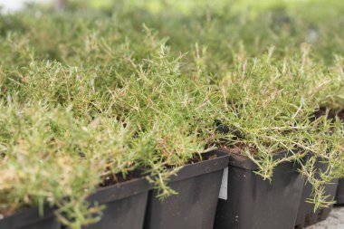Genç yeşil bitkiler. Baharda terasta tohumlar. Çiçek fideleri. Küçük yeşil bitki fidanı
