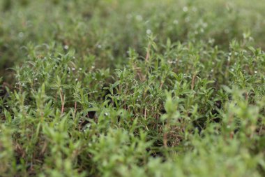 Genç yeşil bitkiler. Baharda terasta tohumlar. Çiçek fideleri. Küçük yeşil bitki fidanı